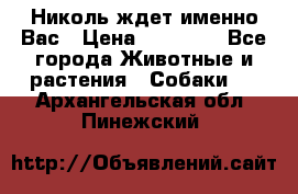 Николь ждет именно Вас › Цена ­ 25 000 - Все города Животные и растения » Собаки   . Архангельская обл.,Пинежский 